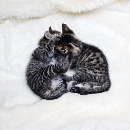 Two tabby kittens on fur white blanket.の写真素材