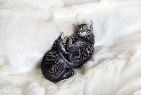 Two cute sleeping tabby kittens on soft fur blanket.