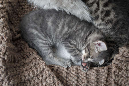 Gray tabby kitten is sleeping. Flat lay.の写真素材