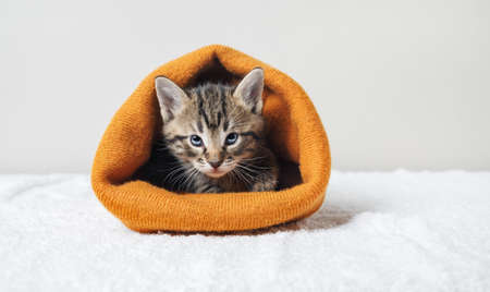 Little cute kitten in orange woolen hat.の写真素材