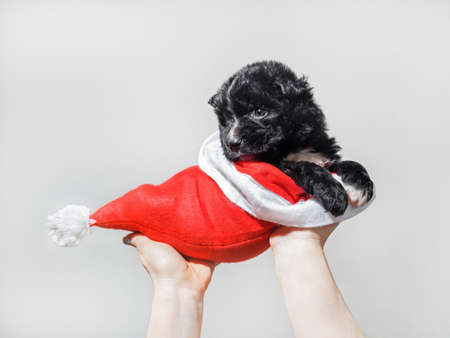 Black puppy dog inside a red Christmas hat in caring female hands.の写真素材