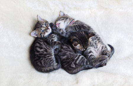 Portrait of three cute kittens sleeping on white fur blanket. Flat lay.の写真素材