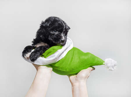 Black puppy dog inside a green hat in caring hands.の写真素材