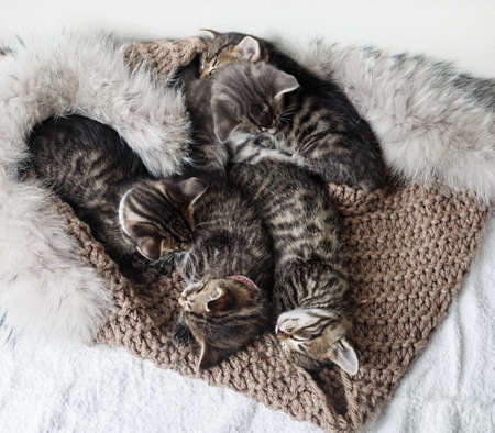 Five cute little kittens sleeping in bed.の写真素材