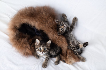 Little cute curious tabby kittens on the bed.の写真素材