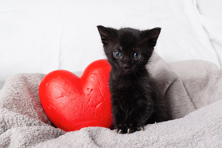 Black kitten and red heart on towel background.の写真素材