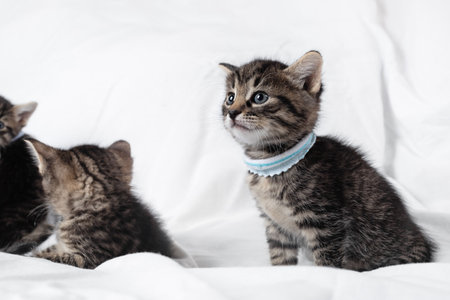 Little cute tabby kittens sitting. selective focus.の写真素材