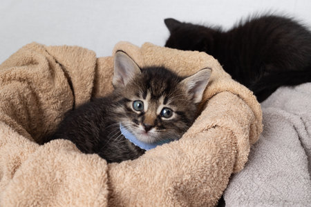 Little cute tabby kitten against towel background.の写真素材