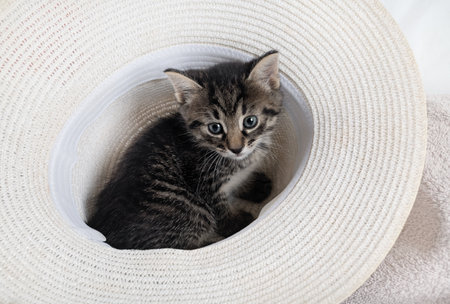 Curious cute tabby kitten on hat background.の写真素材