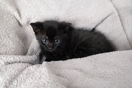 Small cute black kitten on towel background.の写真素材