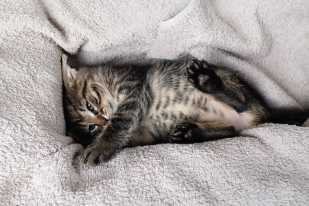 Funny naughty kitten playing on soft towel.の写真素材