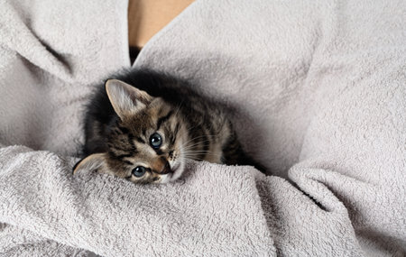 Little curious cute tabby kitten on towel background.の写真素材