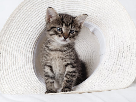 Little cute tabby kitten sitting in hat.の写真素材