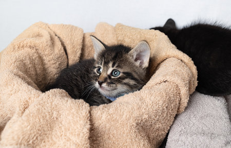 Portrait of small cute tabby kitten on towel background.の写真素材