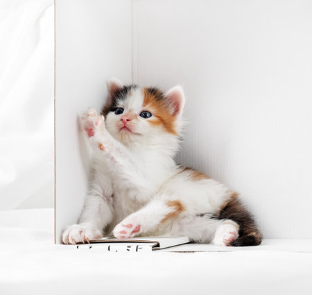 Portrait of a curious tortoiseshell kitten in a white cardboard box.の写真素材