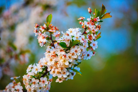 Beautiful white cherry flowers. Selective focus.の写真素材