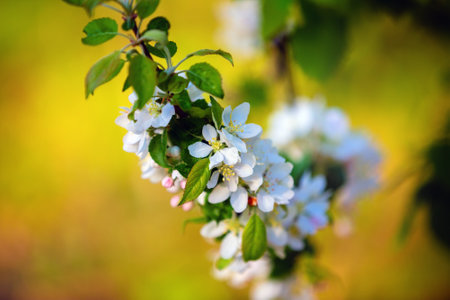 Branch of blossoming apple with soft focus. Selective focus.の写真素材
