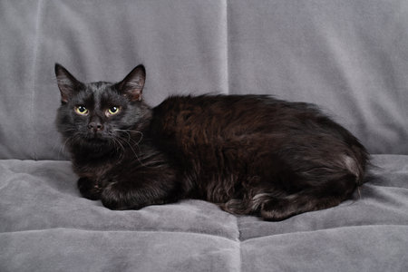 Black cat relaxing on gray sofa.の写真素材