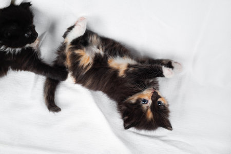 Curious tortoiseshell kitten lies on a white sheet.の写真素材