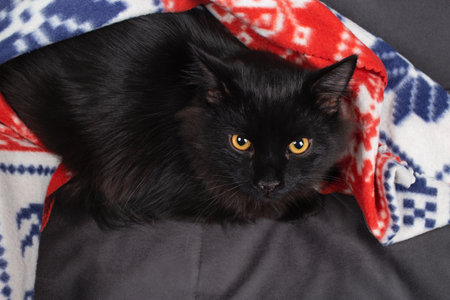 Beautiful black cat resting under a blanket.の写真素材