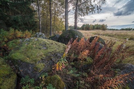 On the brink of wood with the big stones in the autumn afternoonの写真素材