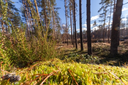 Autumn wood in solar weather.の写真素材