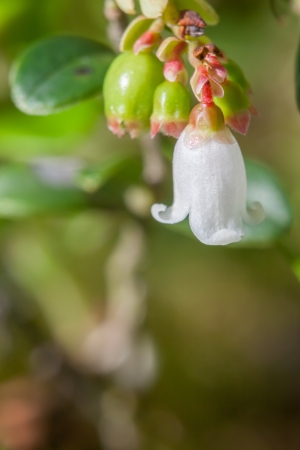 White flowers of a cowberryの写真素材