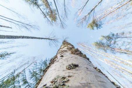 Sight of an ant creeping on a birch in top to a crone