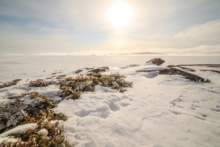 Snow coast of the winter Barents seaの写真素材