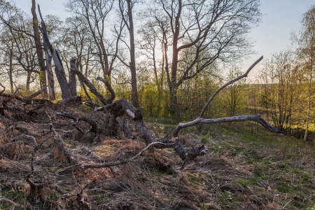 The fallen tree in spring old park, spring landscape