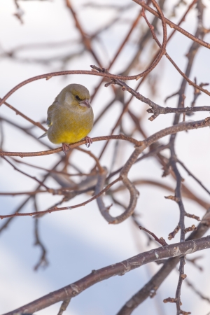 Birds sitting on branches in the winterの写真素材