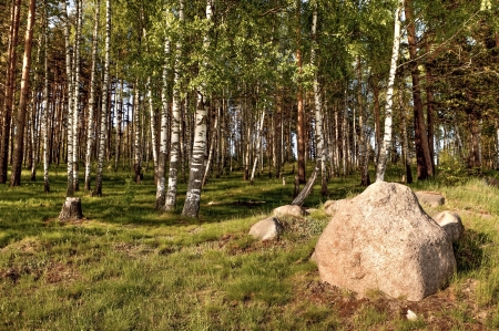 Forest landscape, sunlight in summer woodの写真素材