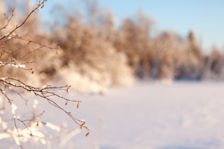 The frozen branches of a tree  winter backgroundの写真素材