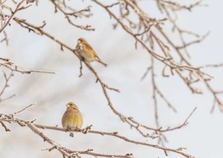 greenfinch on a branch  Spring