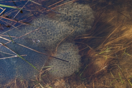 Caviar of a frog in a spring pool