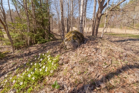 Some trees on a wood spring glade. A landscapeの写真素材