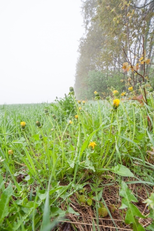 Dandelion on a spring foggy field. A landscapeの写真素材