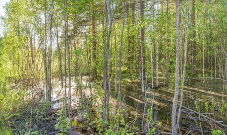 The spring flooded wood. A high water. A landscapeの写真素材