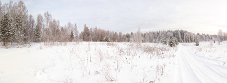 Winter snow-covered glade in wood. A winter landscape.の写真素材