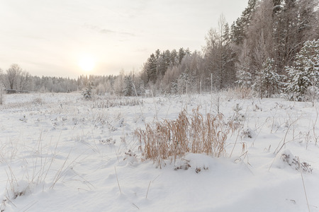 Winter snow-covered glade in wood. A winter landscape.の写真素材