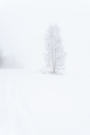 One tree on a foggy winter field. A landscapeの写真素材