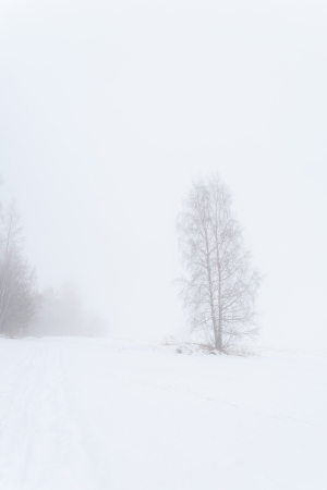 One tree on a foggy winter field. A landscapeの写真素材