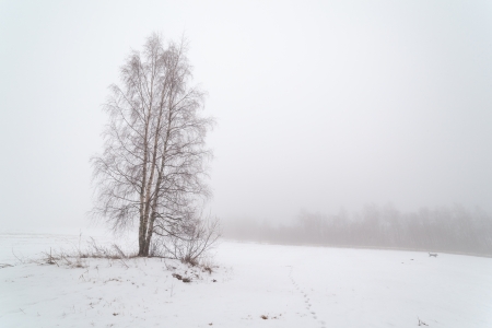 One tree on a foggy winter field. A landscapeの写真素材