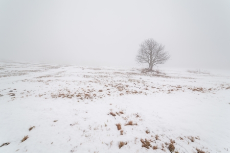 One tree on a foggy winter field. A landscapeの写真素材
