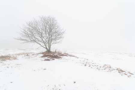 One tree on a foggy winter field. A landscapeの写真素材