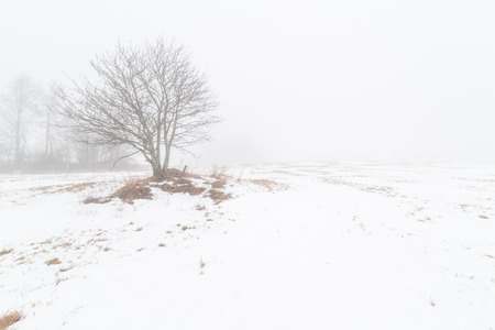 One tree on a foggy winter field. A landscapeの写真素材