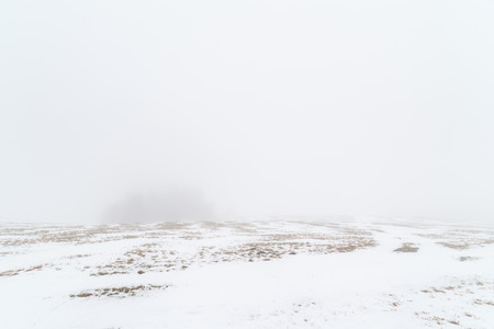 Wood island on a foggy winter field. A landscapeの写真素材