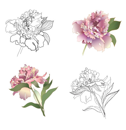 peony black and white and coloured setのイラスト素材