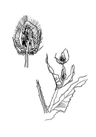 drawing black and white acantha sketchのイラスト素材