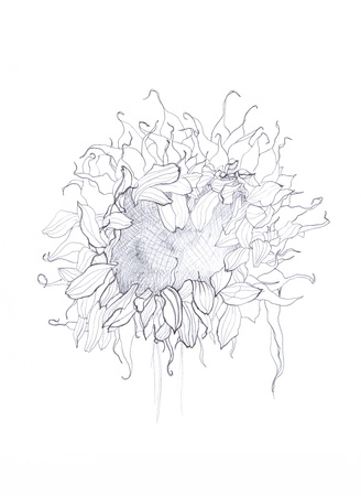 sunflower pen drawingの写真素材